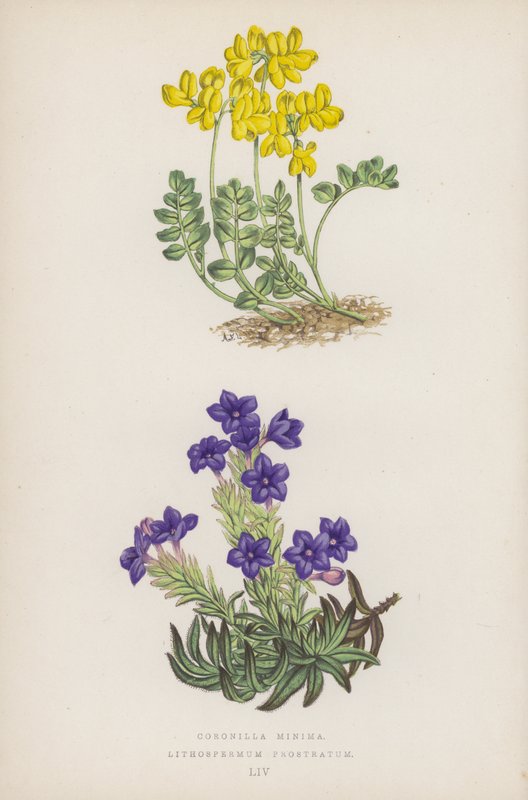 Coronilla Minima; Lithospermum Prostratum (cor litho) de English School