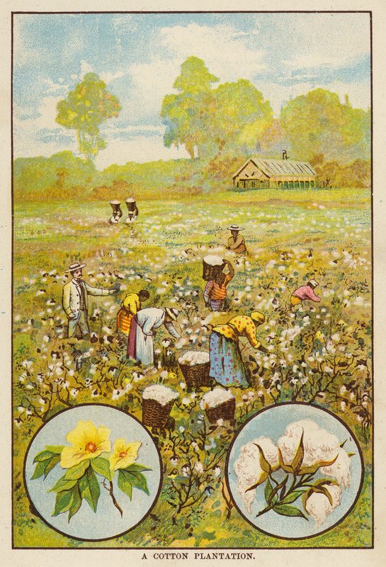 Plantação de algodão (litografia a cores) de English School