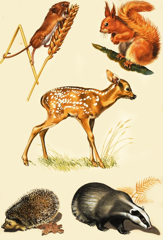 Montagem de animais de campo de English School