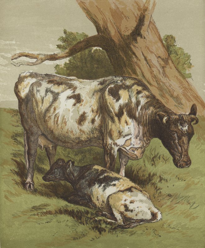 Vaca e bezerro (cor litho) de English School