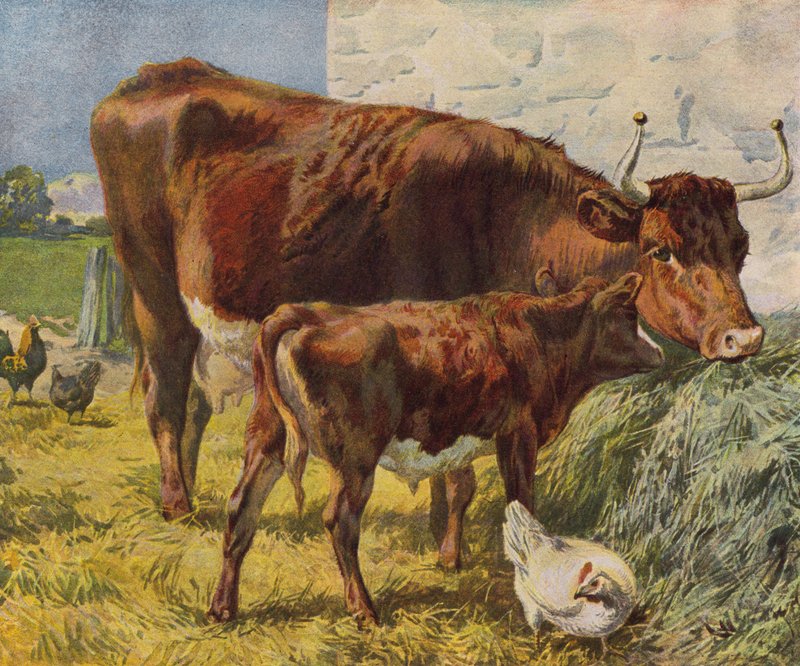 Vaca, bezerro e galinha (cor litho) de English School