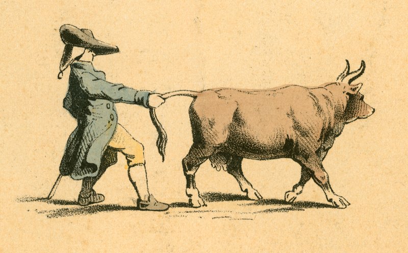 Vaca puxando um homem de English School