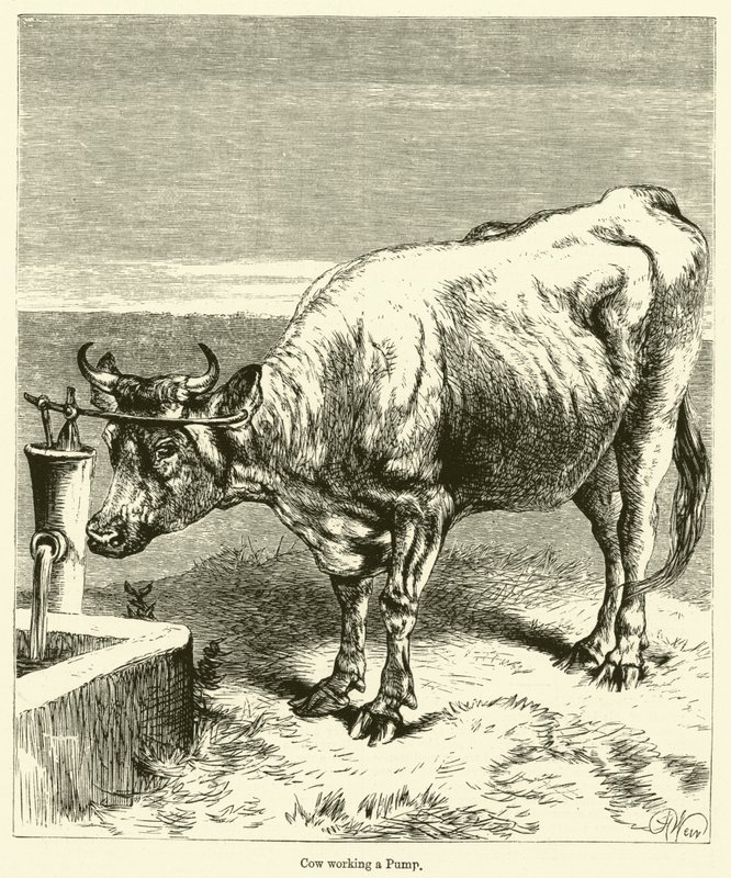 Vaca trabalhando uma Bomba (gravura) de English School