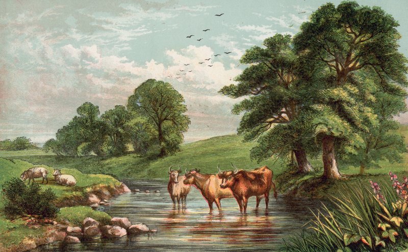 Vacas em pé no fluxo de English School