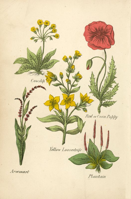 Prímula, papoila vermelha ou papoila do milho, loosestrife amarela, arsemart, plátano (litografia a cores) de English School