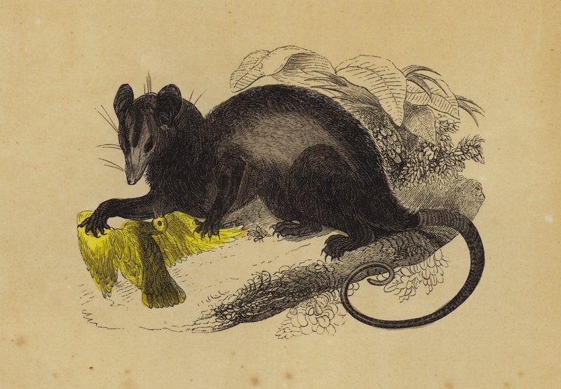 Opossum Comedor de Caranguejo (cor litho) de English School