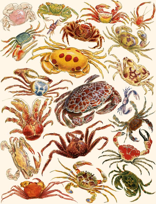 Caranguejos de English School