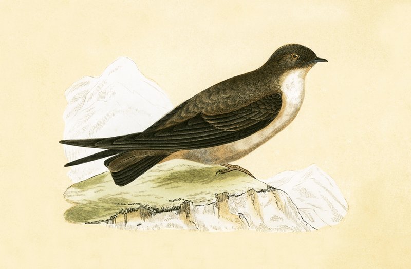 Crag Swallow, ilustração de "Uma História das Aves da Europa Não Observadas nas Ilhas Britânicas", de Charles Robert Bree (1811-1886), publicada em 1867 de English School