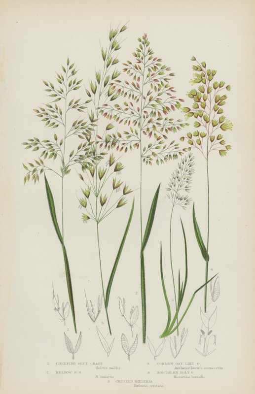 Erva rasteira macia, Erva de prado macia, Aveia Comum como a erva, Erva Sagrada do Norte, Koeleria Crested (cor litho) de English School