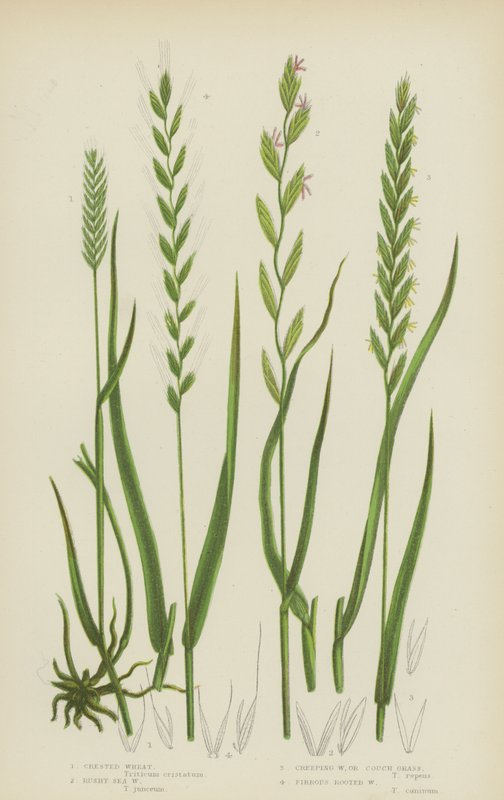 Trigo Crescido, Trigo do Mar Rústico, Trigo Rasteiro, ou Capim de Sofá, Trigo de Raízes Fibrosas (cor litho) de English School
