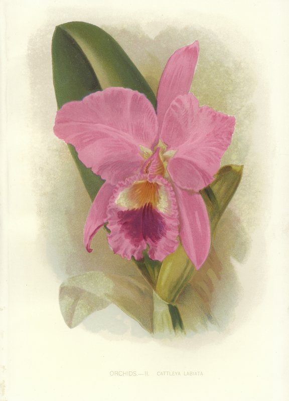 Cattleya carmesim de English School