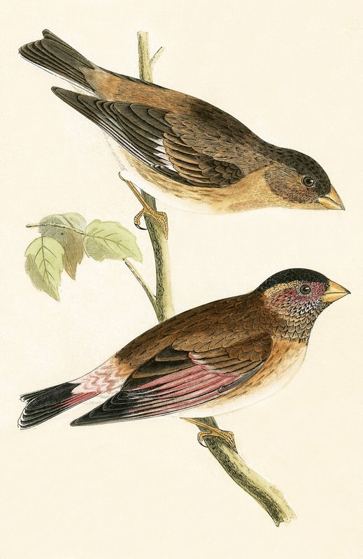 Crimson Winged Grosbeak, ilustração de "Uma História das Aves da Europa Não Observadas nas Ilhas Britânicas", de Charles Robert Bree (1811-1886), publicado em 1867 de English School