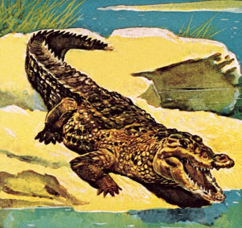 Crocodilo de English School