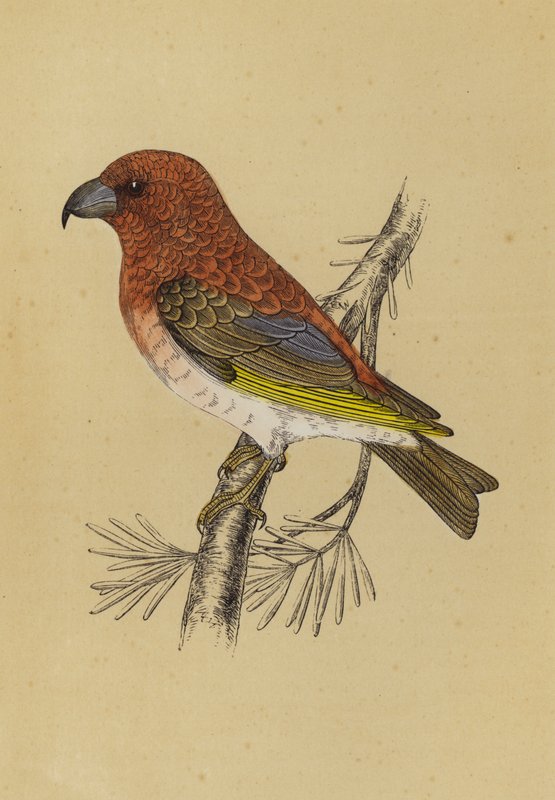 Crossbill (litografia a cores) de English School