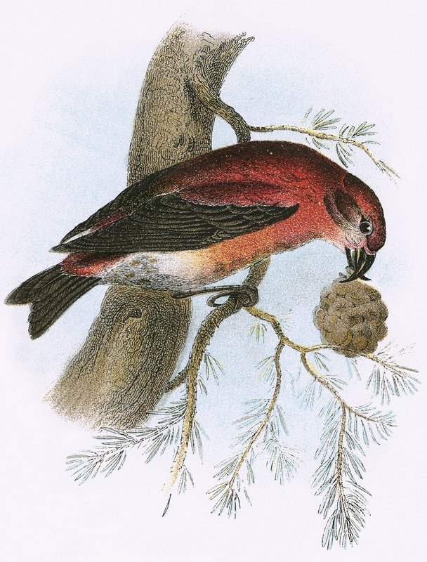 Crossbill de English School