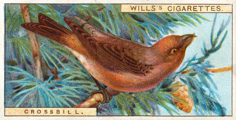 Crossbill de English School