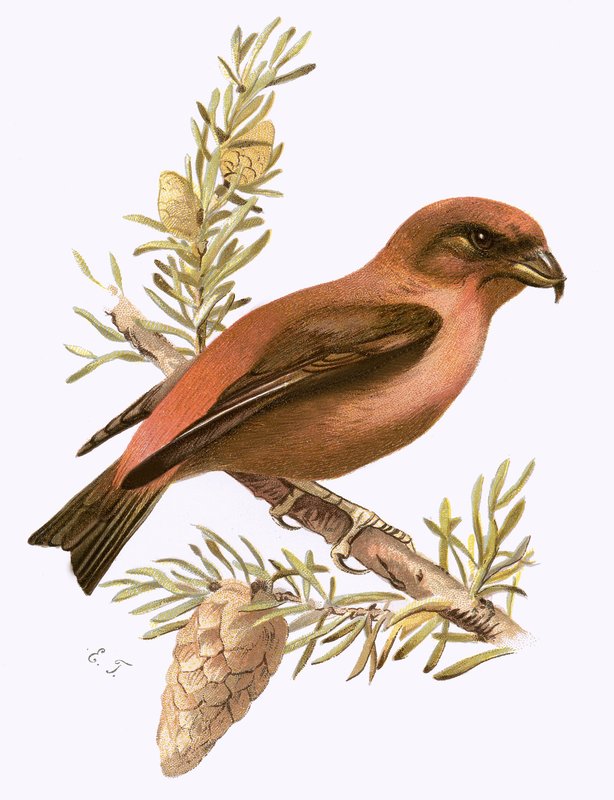 Crossbill de English School