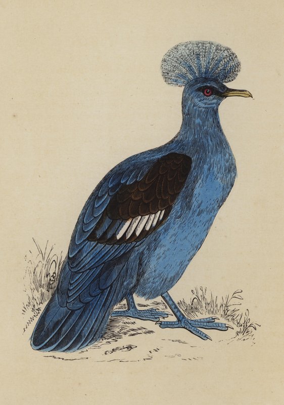 Pombo-coroado (litografia a cores) de English School