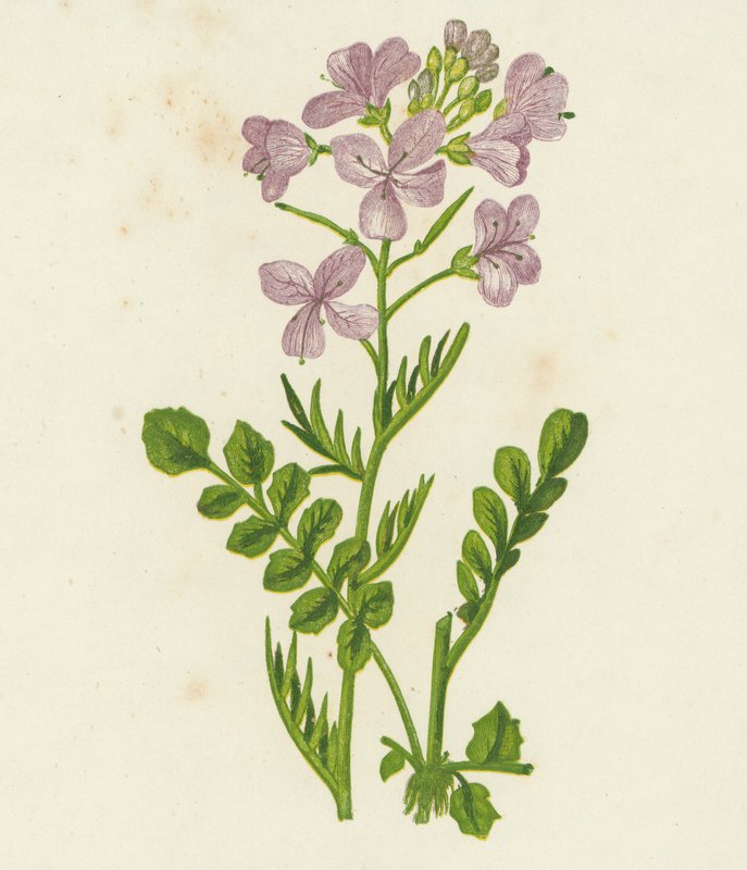 Flor de cuco, Cardamine Pratensis (litografia a cores) de English School