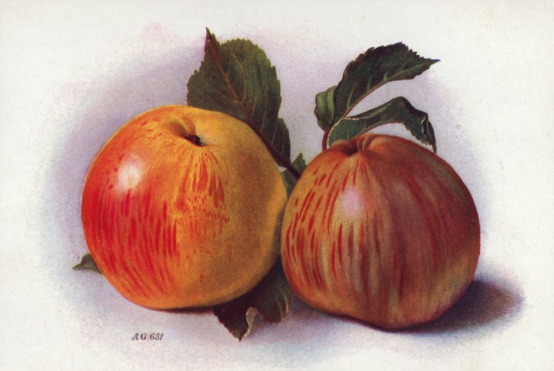 Maçãs para culinária (litografia a cores) de English School
