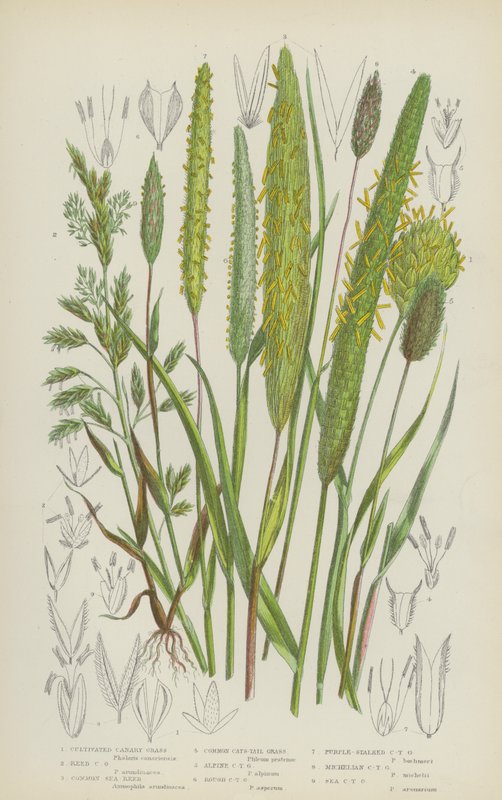 Erva das Canárias cultivada, erva das Canárias de junco, erva do mar comum, erva de codorniz (cor litho) de English School