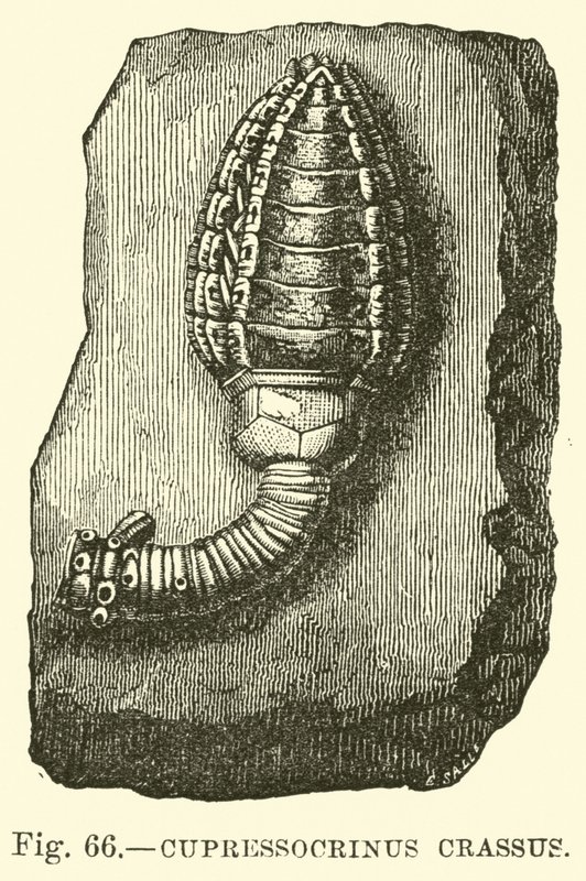 gordura Cupressocrinus de English School