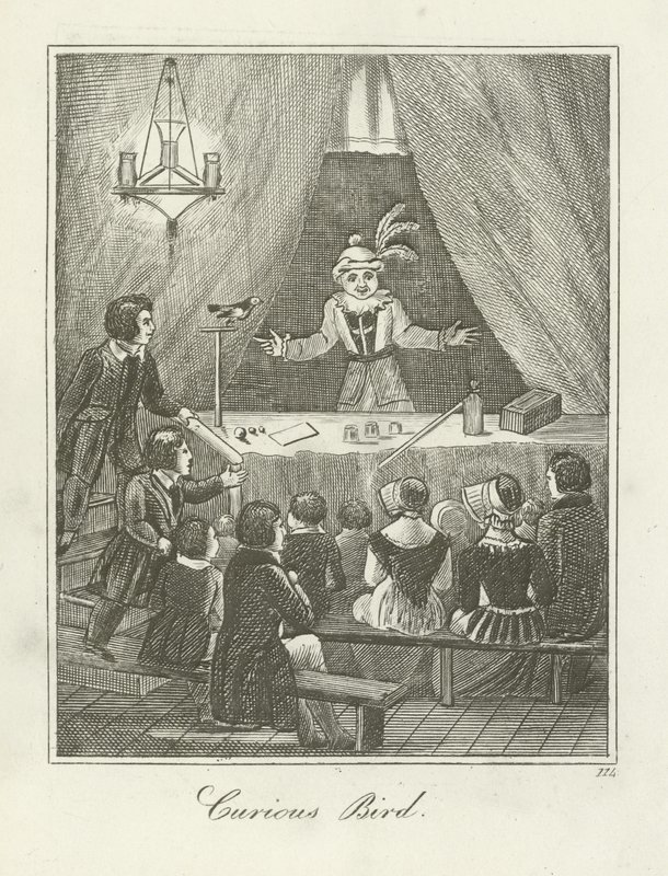 Pássaro curioso de English School