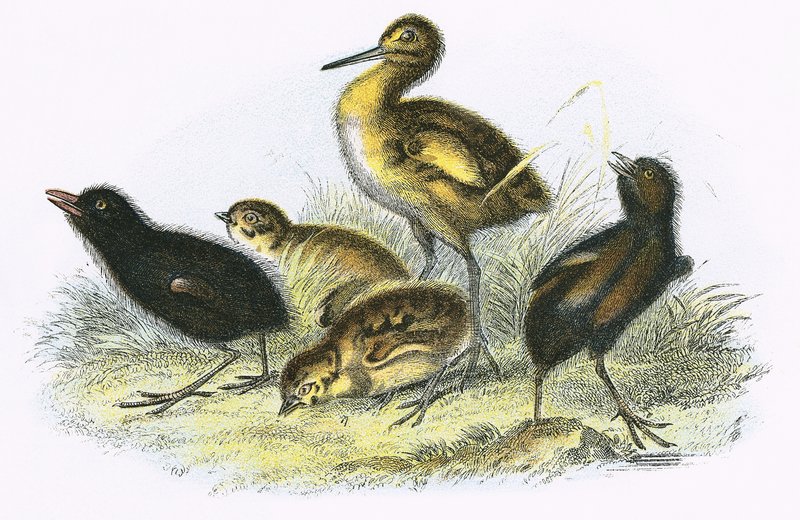 Curlew, Land Rail, Perdiz e Moor Hen (sentido horário) de English School