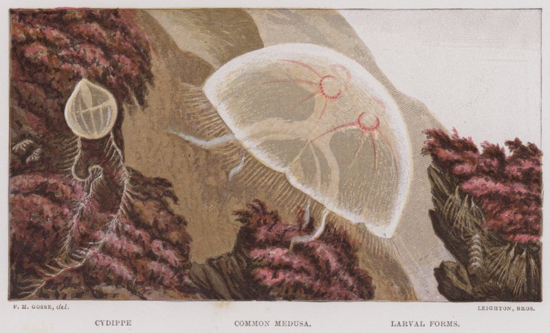 Cydippe, Medusa Comum, Formulários Larvais (cor litho) de English School