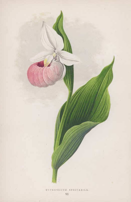 Cypripedium Spectabile (cor litho) de English School