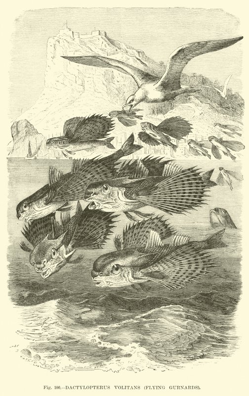 Dactylopterus Volitans, Flying Gurnards de English School