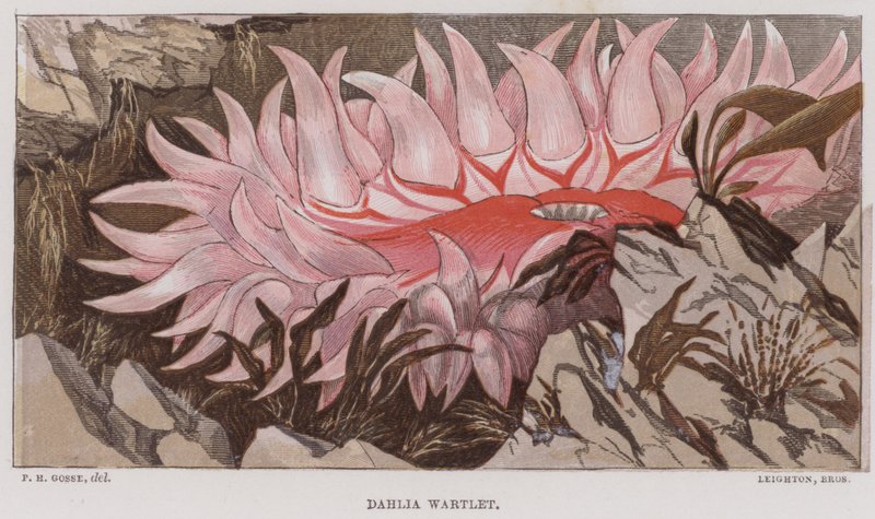 Dália Wartlet (litografia a cores) de English School