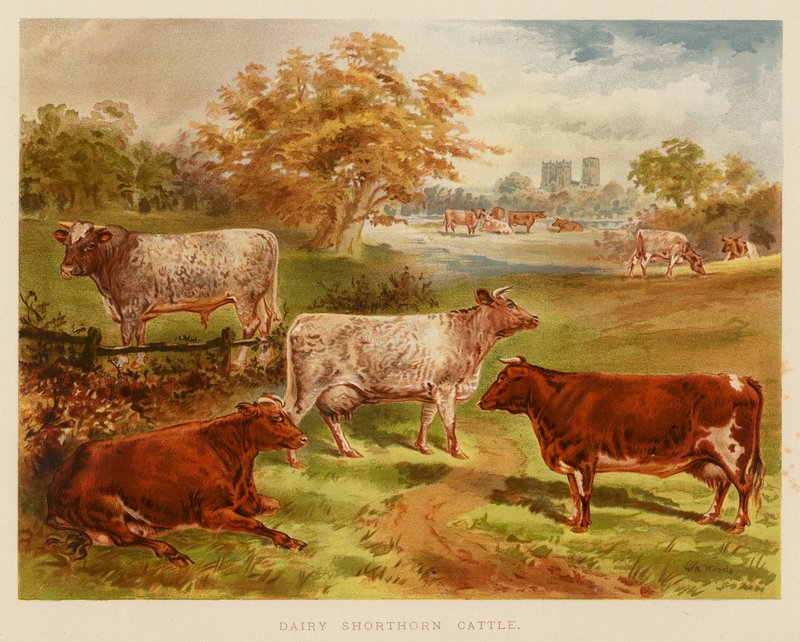 Gado leiteiro de raça Shorthorn (litografia a cores) de English School