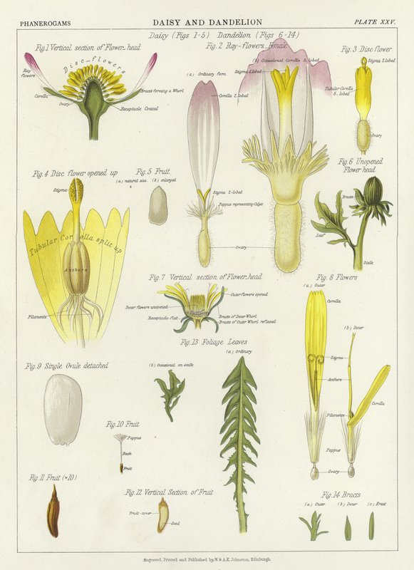 Daisy e Dandelion de English School