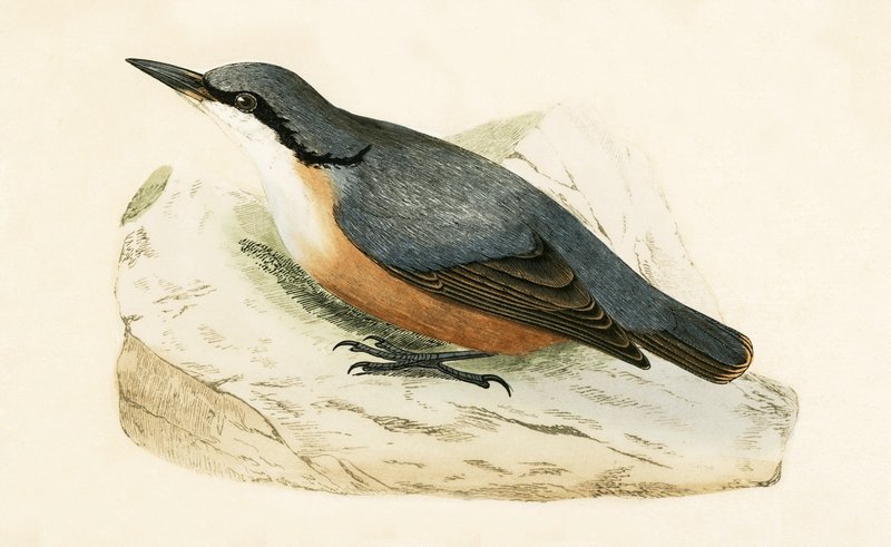 Dorsal Nuthatch, ilustração de "Uma História das Aves da Europa Não Observadas nas Ilhas Britânicas", de Charles Robert Bree (1811-1886), publicado em 1867 de English School