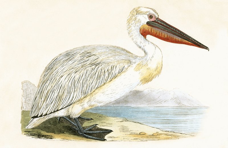 Pelicano dálmata, ilustração de &39;Uma história das aves da Europa não observada nas ilhas britânicas&39; por Charles Robert Bree (1811-1886), publicado em 1867 de English School