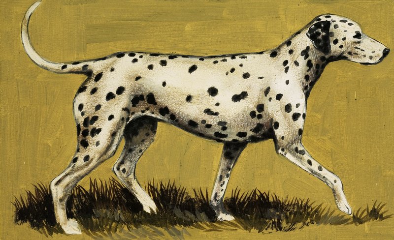 Cão de Dalmation de English School