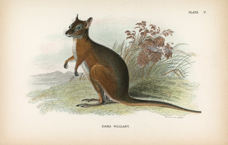 Dama Wallaby de English School