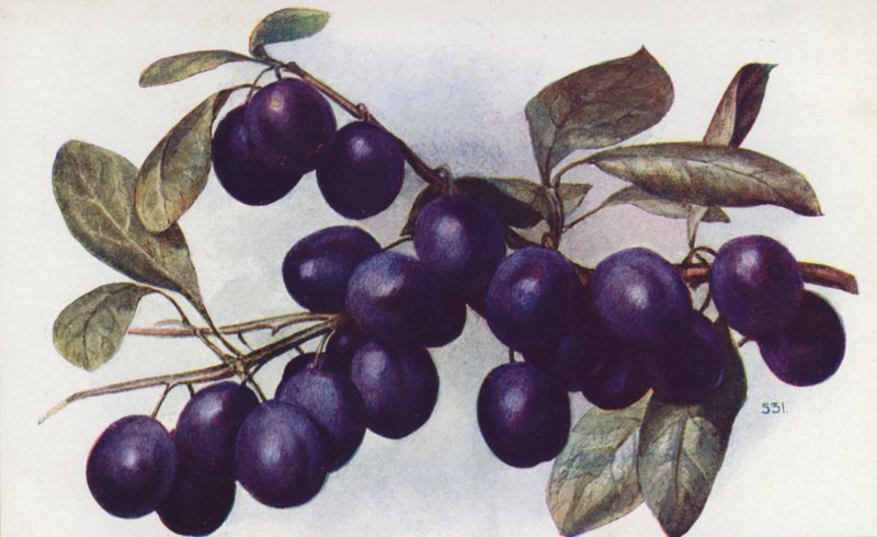 Damson, "The Merryweather" (litografia a cores) de English School