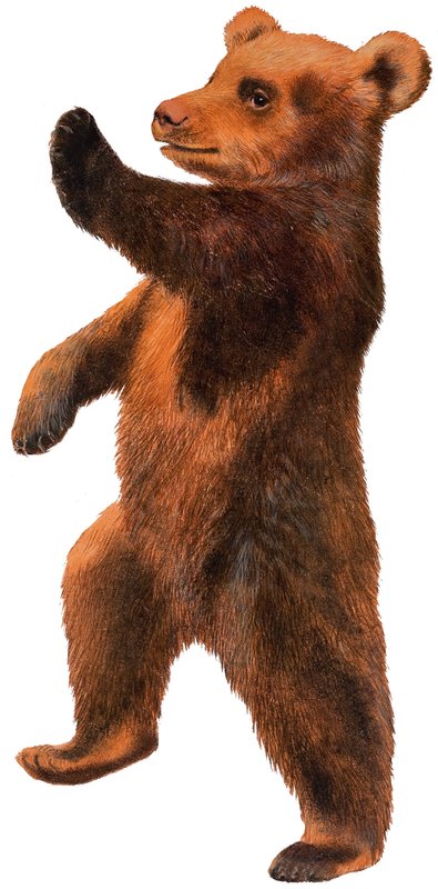 Urso dançante de English School