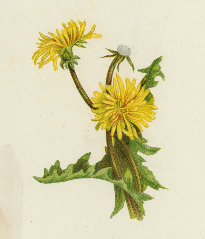 Dente-de-leão, Leontodon Taraxacum (cor litho) de English School
