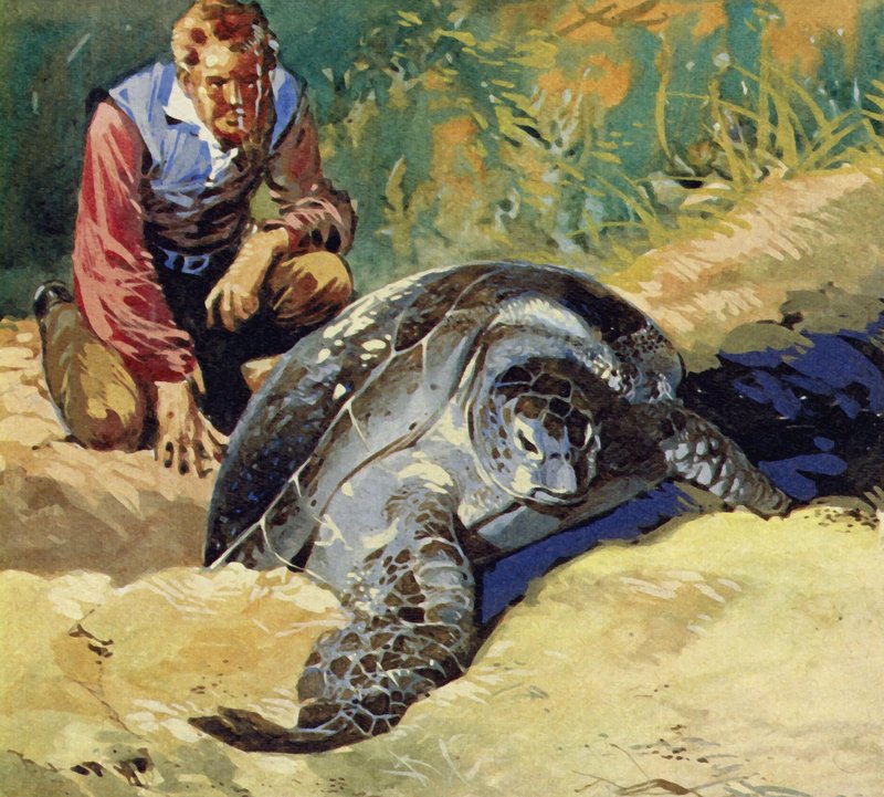 Darwin se perguntou por que as tartarugas gigantes das Ilhas Galápagos diferiam em cada ilha de English School