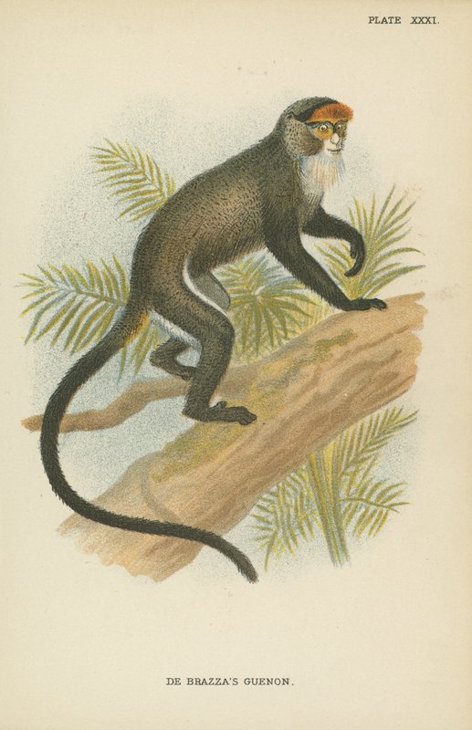 De Brazzas Guenon de English School