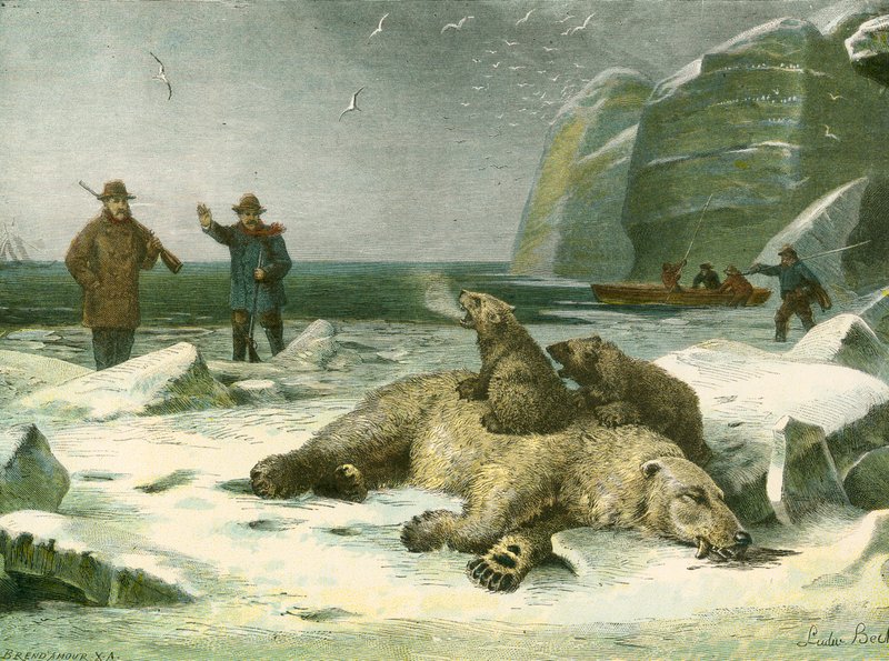 Urso polar morto e filhotes de English School