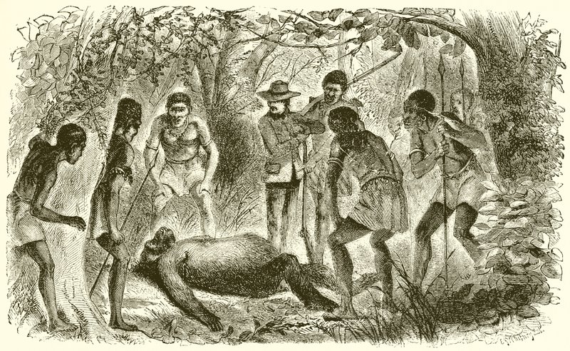 Morte de Du Chaillus primeiro gorila de English School