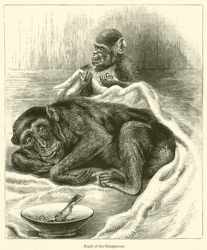Morte do Chimpanzé (gravura) de English School
