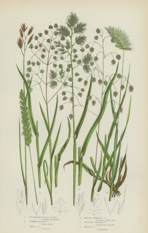 Erva de charneca em repouso, erva de Quaking comum, erva de Quaking pequena, erva de Pés de galo áspero (cor litho) de English School