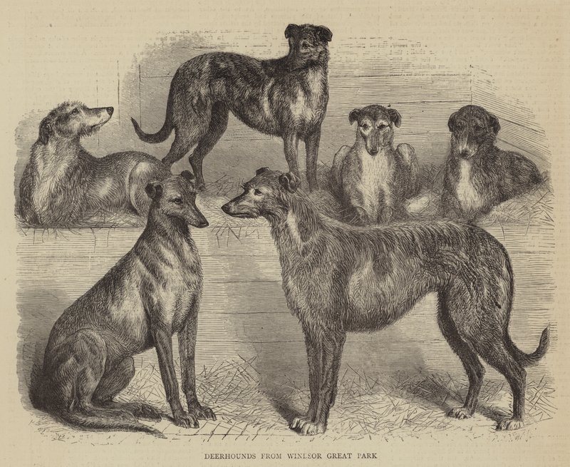 Deerhounds de Windsor Great Park (gravação) de English School