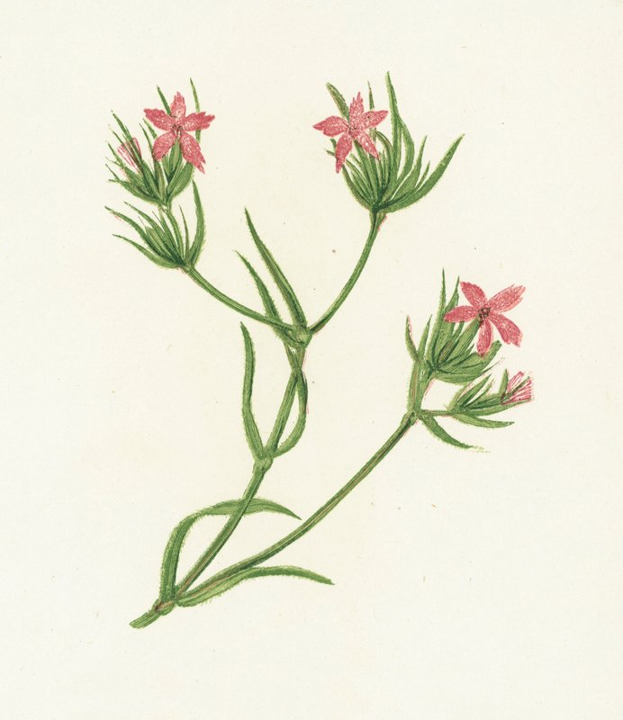 Deptford Pink, Dianthus Armeria de English School