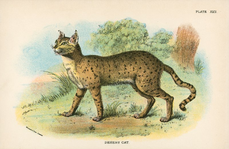 Gato do deserto de English School